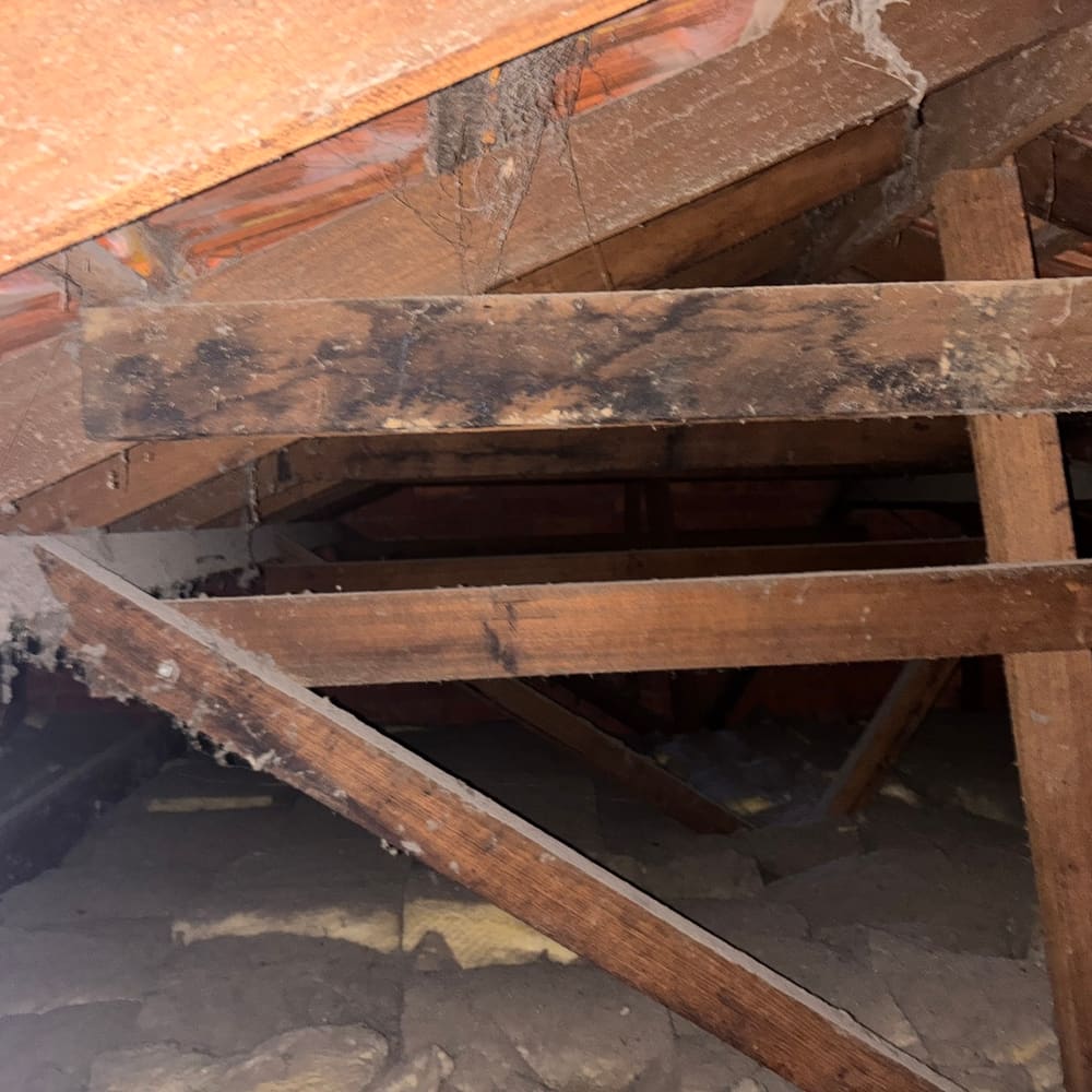 Mould on ceiling space timbers, found during a pre-purchase inspection in Epping